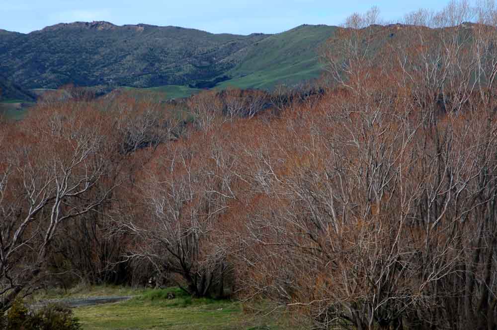 218 - Nueva Zelanda, paisaje